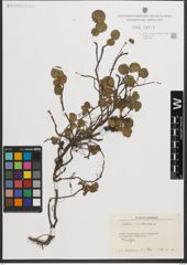 Foto von Salix herbacea L.